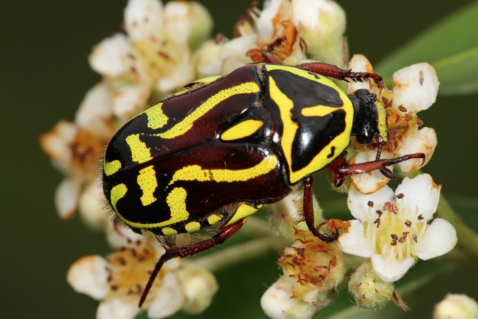 Chrysina resplendens