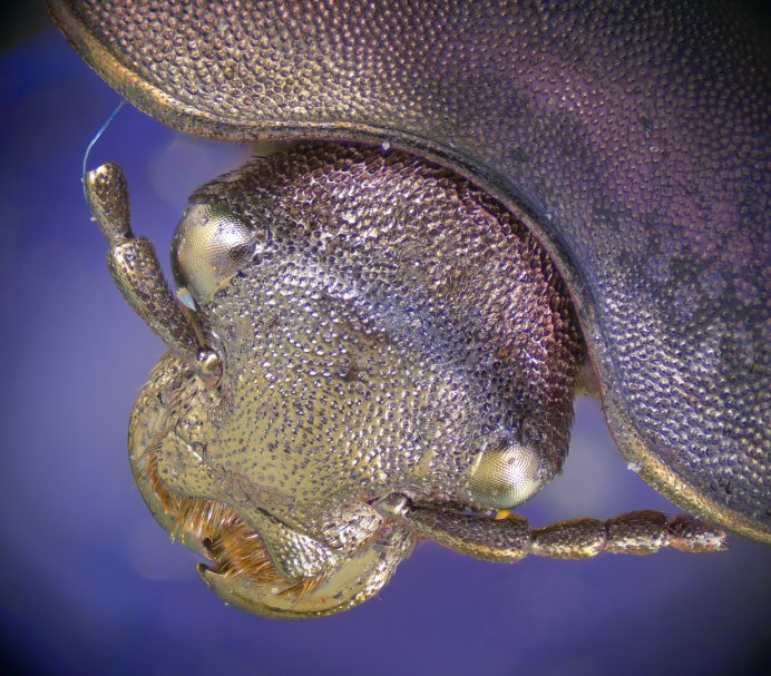 Chrysina beckeri