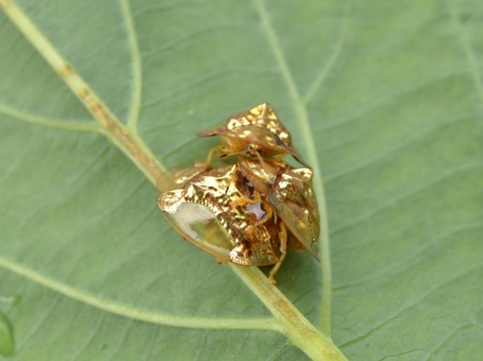 Chrysina скарабей