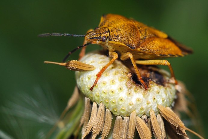 The Golden Tortoise Beetle (Aspidimorpha sanctaecrucis)