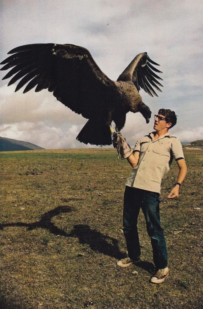 Gyps fulvus белоголовый СИП