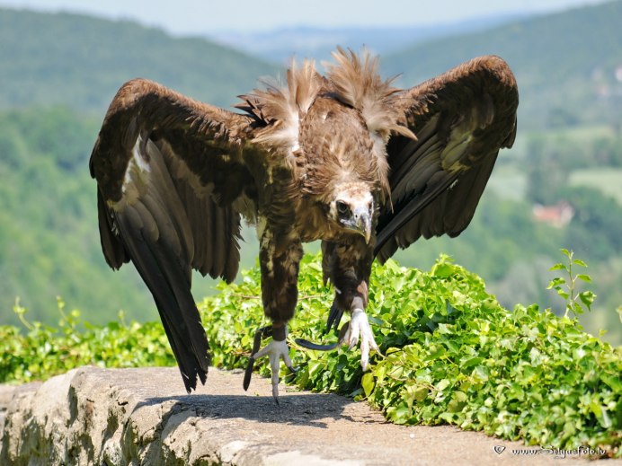 Кумай (Гималайский гриф)