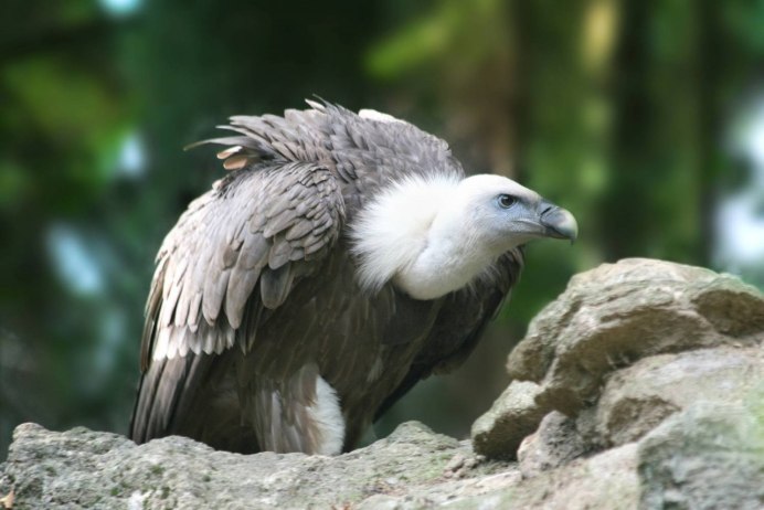Гриф парит