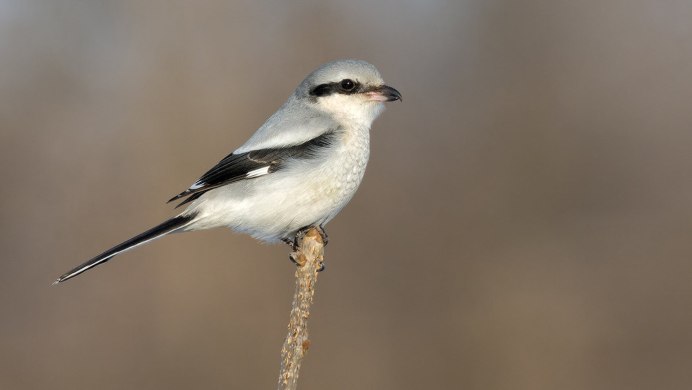 Щегол (Carduelis Carduelis)