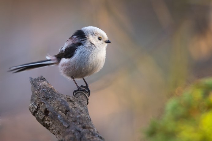 Кулик-сорока Haematopus ostralegus