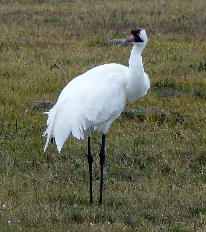 Американский журавль
