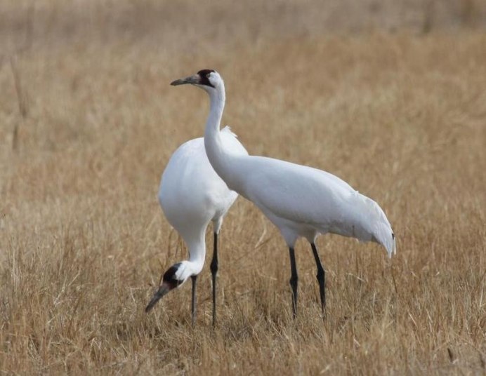 Whooping Crane beautiful photo