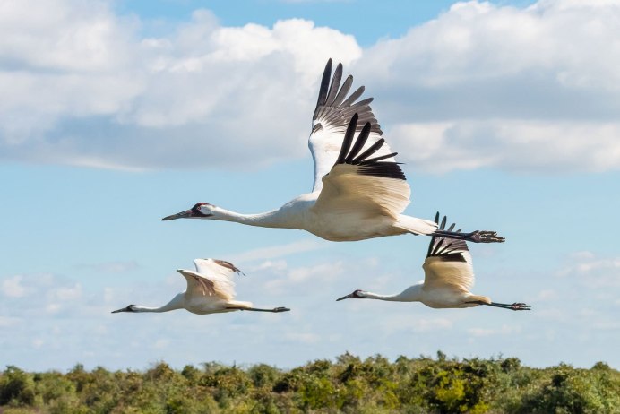 Species of Cranes