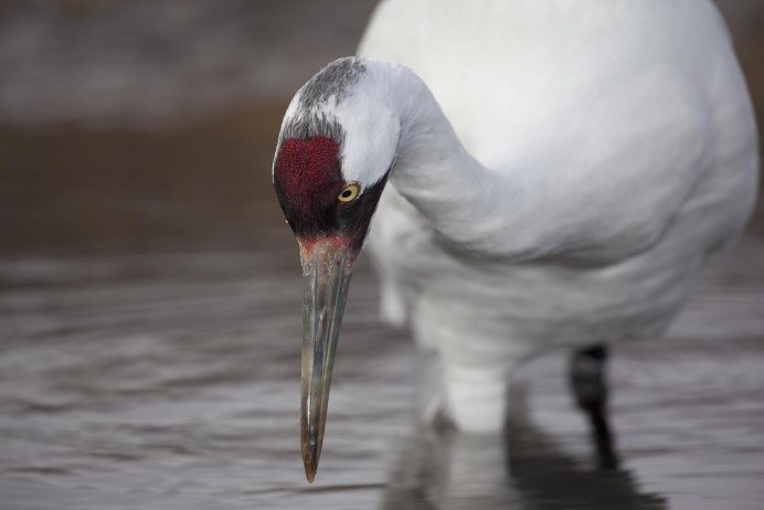 Grus Americana