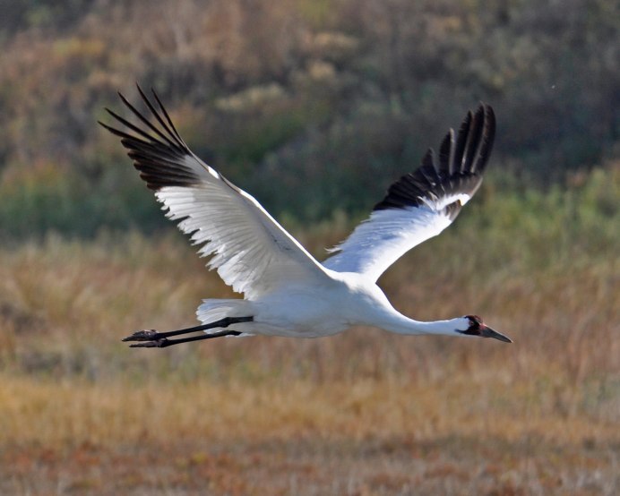 Grus Americana