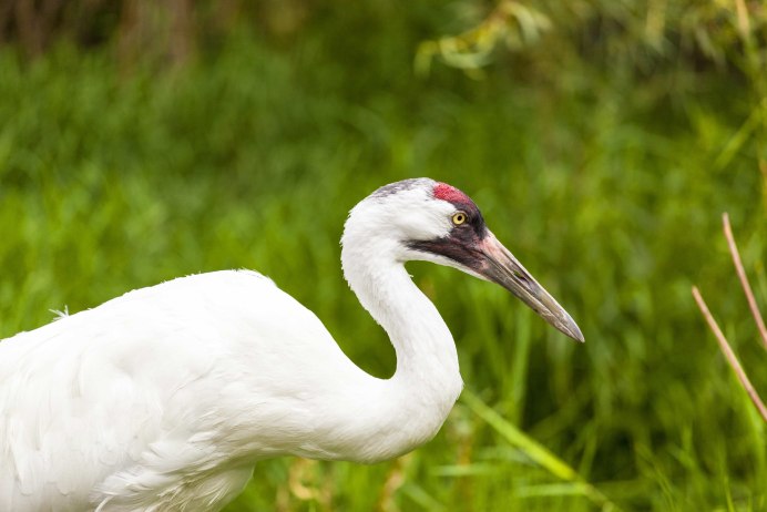 28 Мая день американского журавля (whooping Crane Day) — США