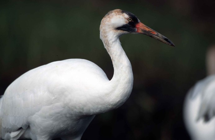 Whooping Crane for Kids