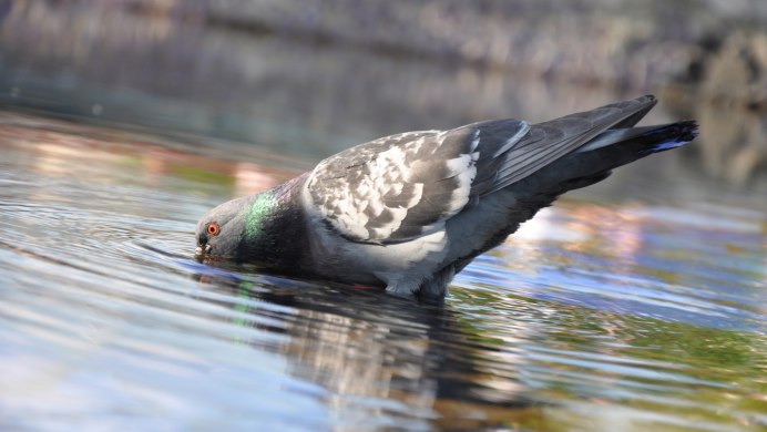 Животные пьют воду