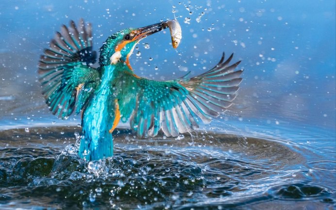 Птица ныряет в воду