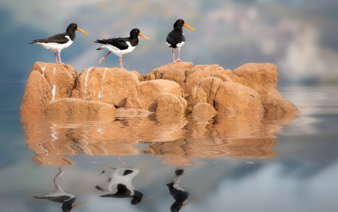 Отражение животных в воде