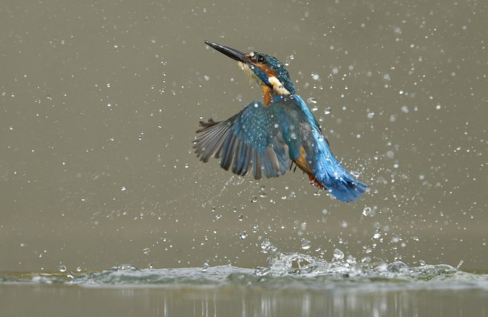 Птица взлетает с воды