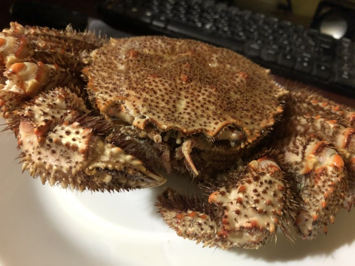 Topaz Puffer eating Crabs
