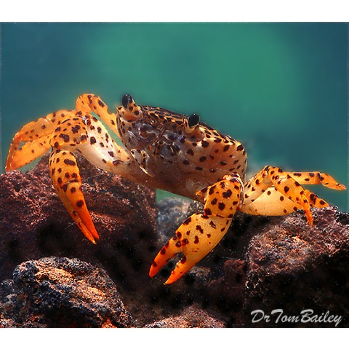 Trapezia rufopunctata