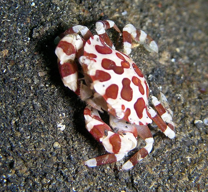 Краб красный паук - Red Spider Metasesarma SP.