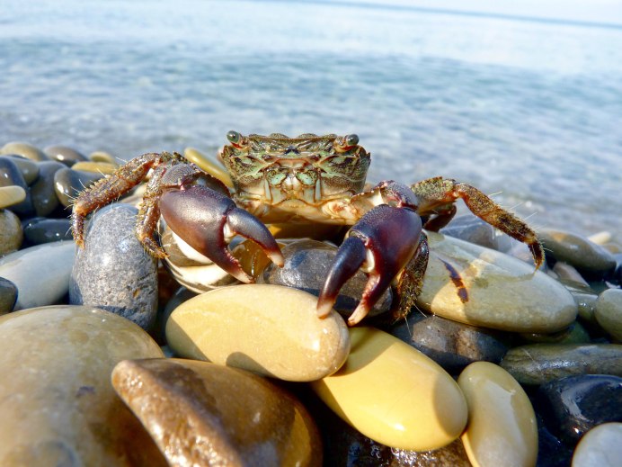 Амурский краб