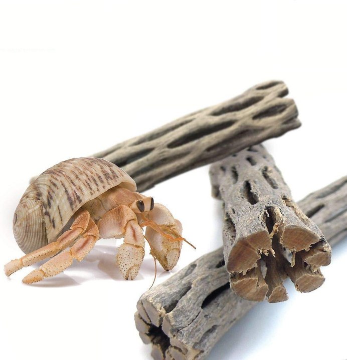 Portunus Validus