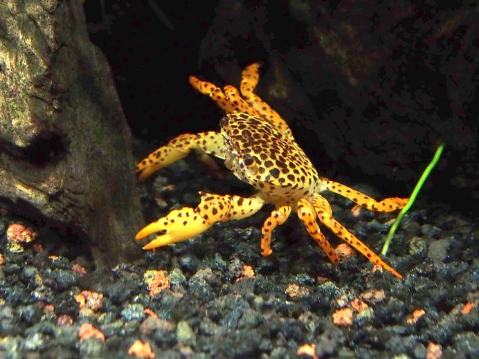 Parathelphusa pantherina