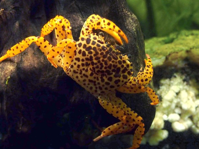 Краб пантера (Parathelphusa pantherina)