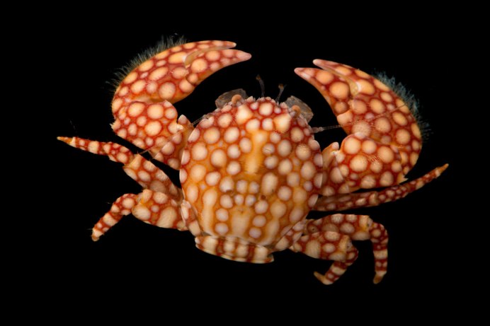 Spotted Anemone Crab
