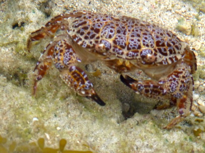 Box Crab