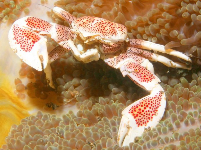 Животное Crab