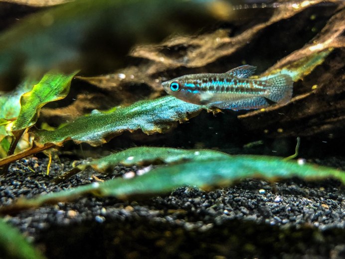 Гурами ворчащий Trichopsis vittata