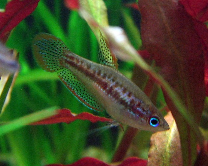 Гурами карликовый Trichopsis pumila