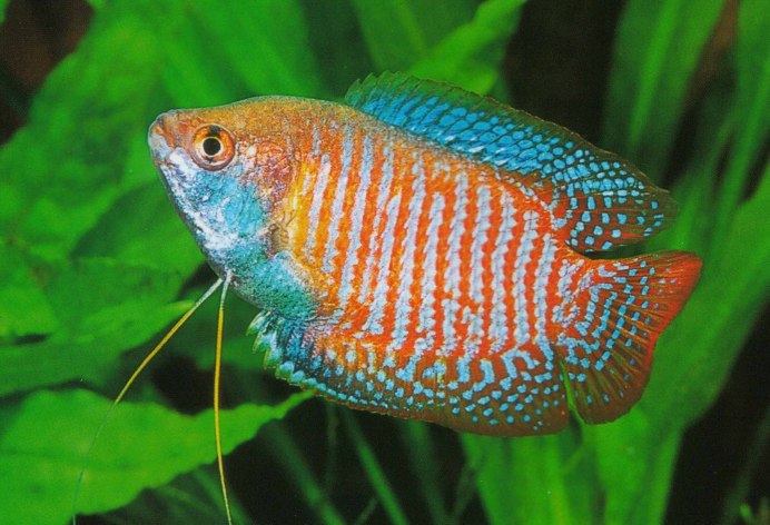 Гурами ворчащий Trichopsis vittata