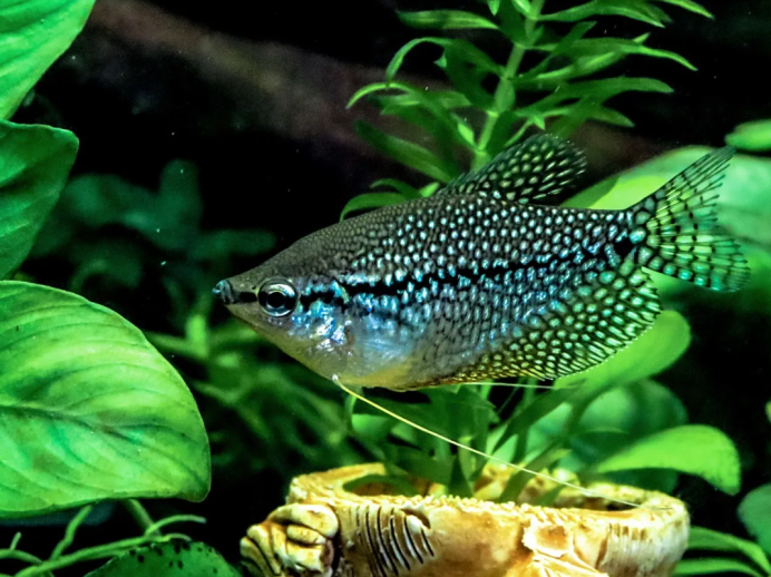Trichopsis pumila
