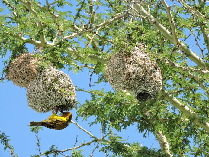 Goldfinch птенец