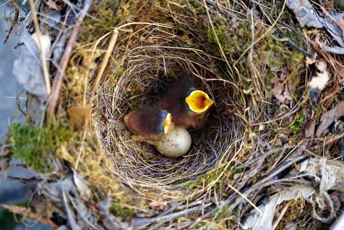 Nest гнездо