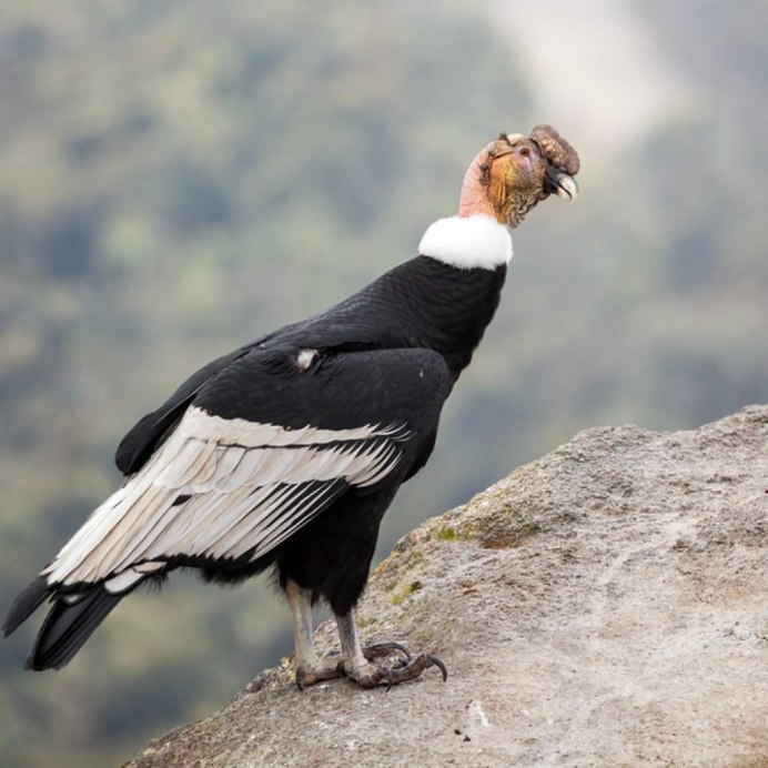 Андский Кондор (Vultur gryphus)