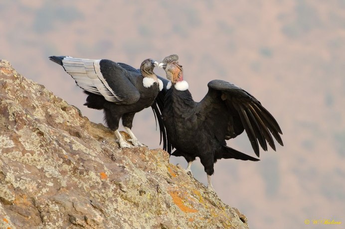 Кондор Южной Америки