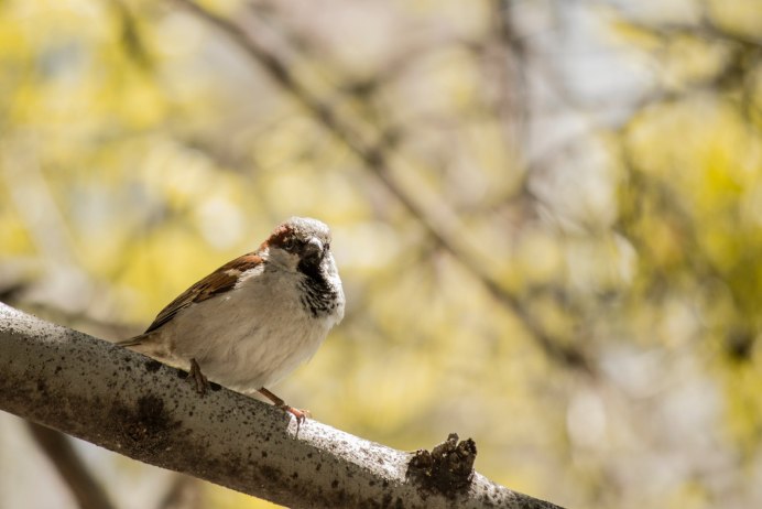 Пуночка Plectrophenax nivalis