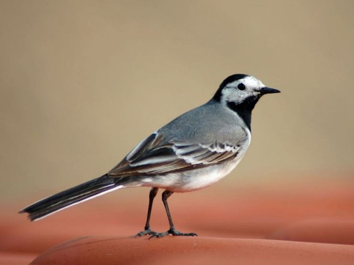 Дятел желудёвый Melanerpes formicivorus