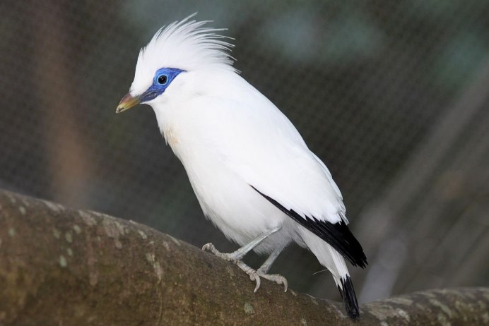 Melanerpes erythrocephalus