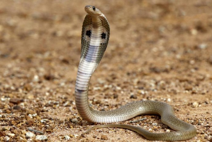 Diamondback Rattlesnake