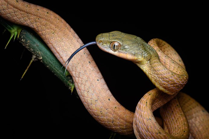 Змеиный клещ Ophionyssus natricis,