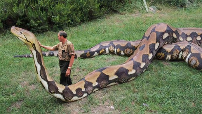 Кустарниковая гадюка (Atheris