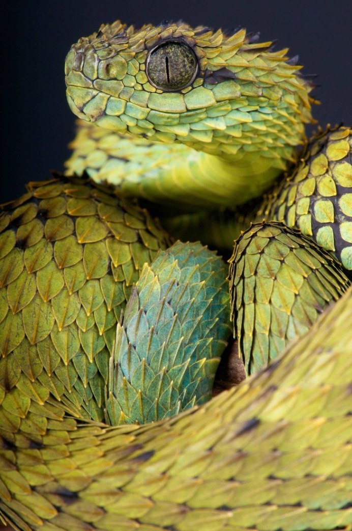 Белогубая куфия Trimeresurus insularis