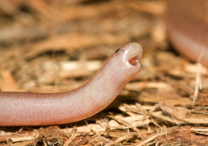 Лучистая змея Xenopeltis Unicolor