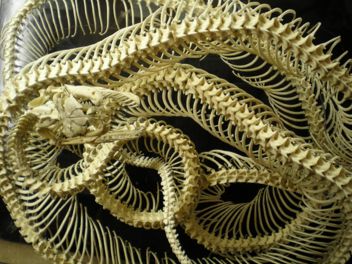Кустарниковая гадюка (Atheris