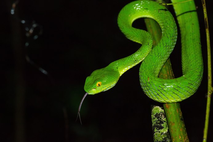 Кустарниковая гадюка (Atheris