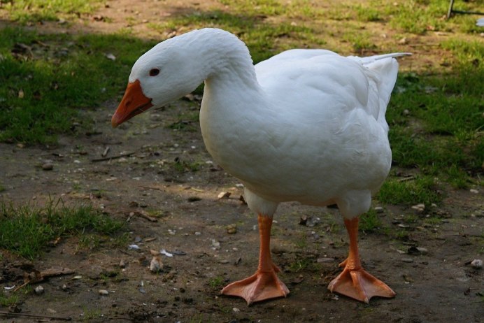 Гусь белый Королевский