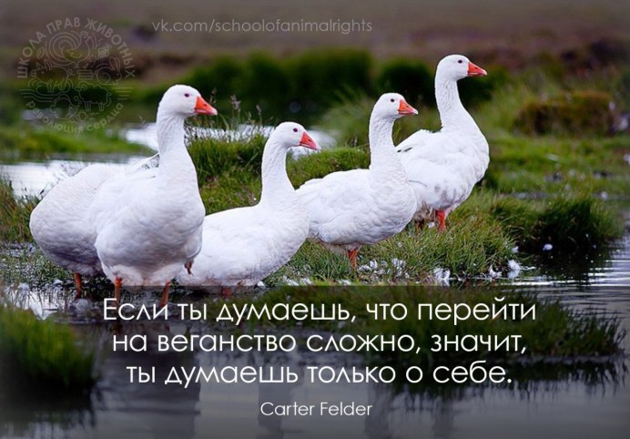 Гуси породы Линда